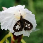 Illustration de fleur de Costus indien, soins naturels aux effets purifiants et protecteurs pour la bouche.