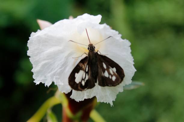 Illustration de fleur de Costus indien, soins naturels aux effets purifiants et protecteurs pour la bouche.