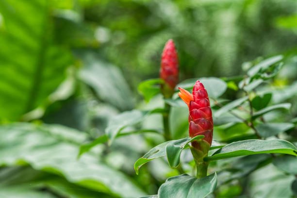 Illustration de Costus indien, plante adaptogène naturelle soutenant l’énergie et l’équilibre thyroïdien.