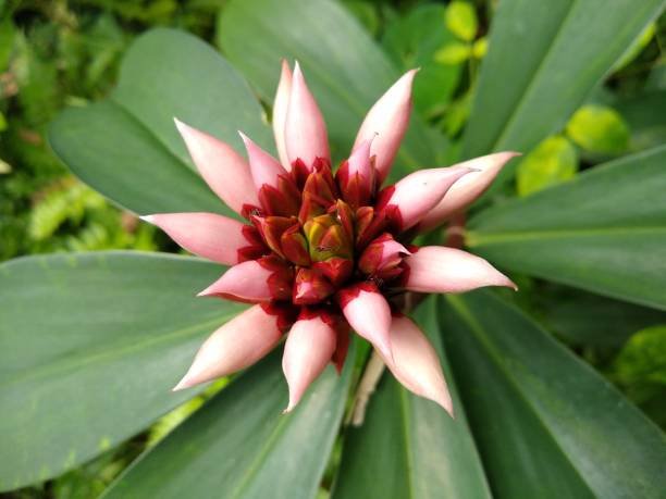 Photo de Costus indien, plante médicinale étudiée pour son action naturelle sur la santé de la thyroïde.