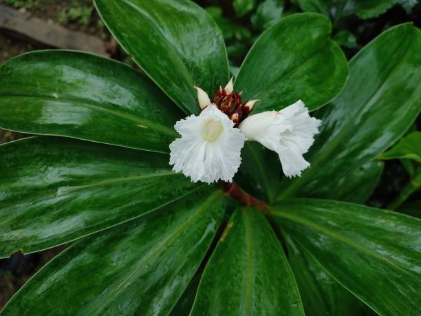 Photo de fleur de Costus indien, plante reconnue pour ses propriétés anticancéreuses et thérapeutiques.