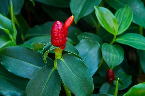 Costus indien une racine précieuse aux multiples vertus naturelles
