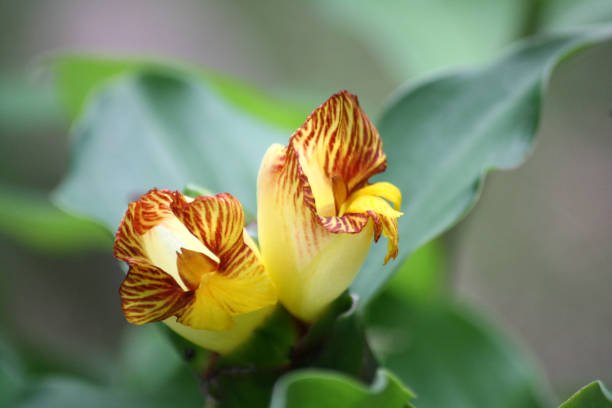 Image de plantes médicinales naturelles utilisées dans la recherche scientifique pour leurs effets anticancéreux.