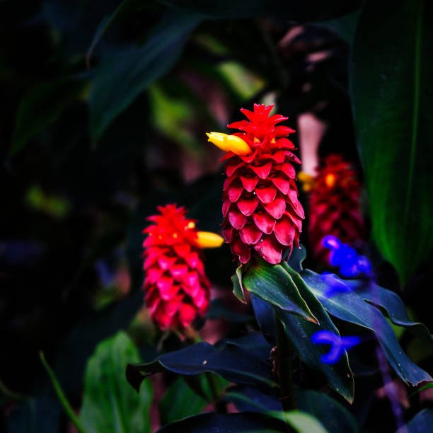 Fleur de Costus indien, utilisée en phytothérapie avec précautions pour un usage sûr et naturel.