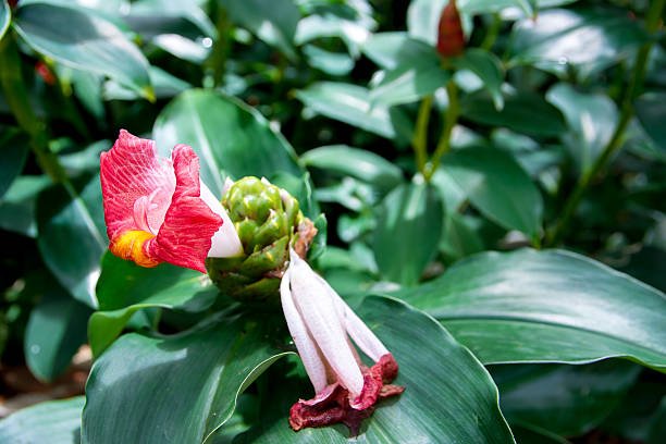 Photo de fleur de Costus indien, plante médicinale reconnue pour ses bienfaits sur la digestion, l’immunité et les inflammations.
