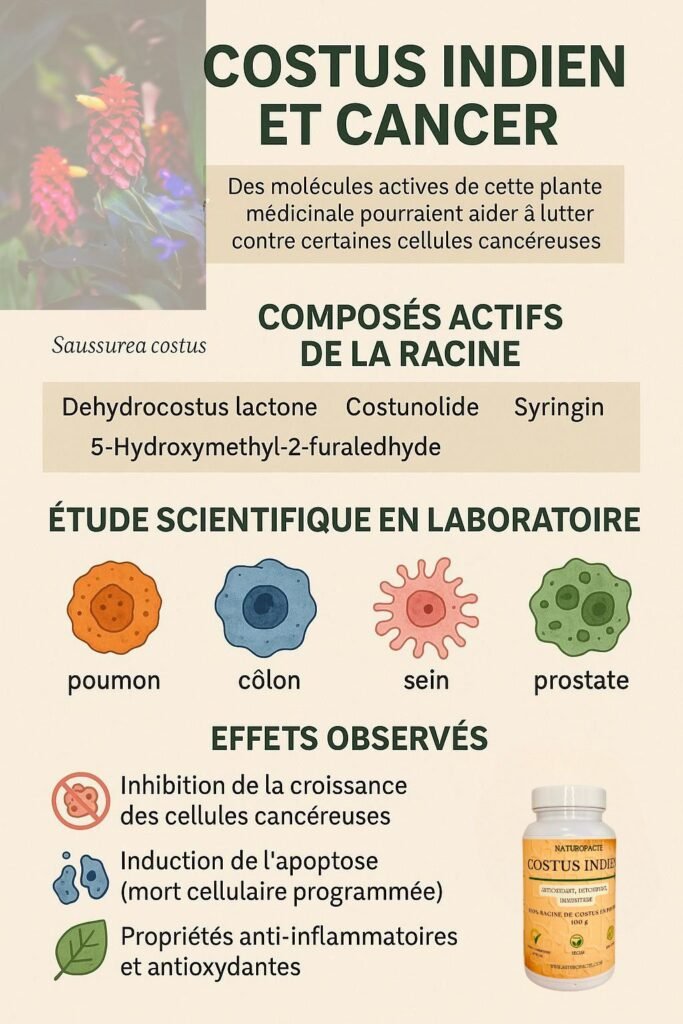 Illustration représentant les effets anticancer du costus indien avec ses composés actifs, ses actions sur les cellules cancéreuses et ses usages médicinaux.