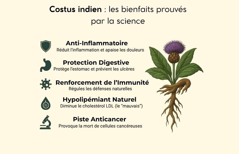 Illustration des bienfaits du costus indien : digestion, immunité, inflammation
