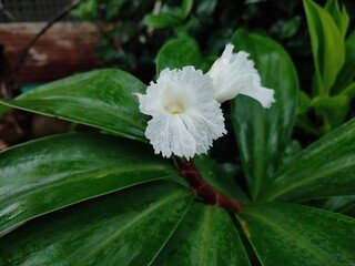 Illustration du Costus indien, plante médicinale étudiée pour ses propriétés antivirales naturelles contre le COVID-19.